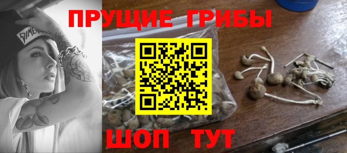 Псилоцибиновые грибы прущие грибы Новоалтайск